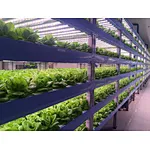 LED GROW LIGHT BUYER'S GUIDE(1-18)——PART 8