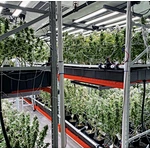 LED GROW LIGHT BUYER'S GUIDE(1-18)——PART 6