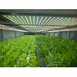 LED GROW LIGHT BUYER'S GUIDE(1-18)——PART 12