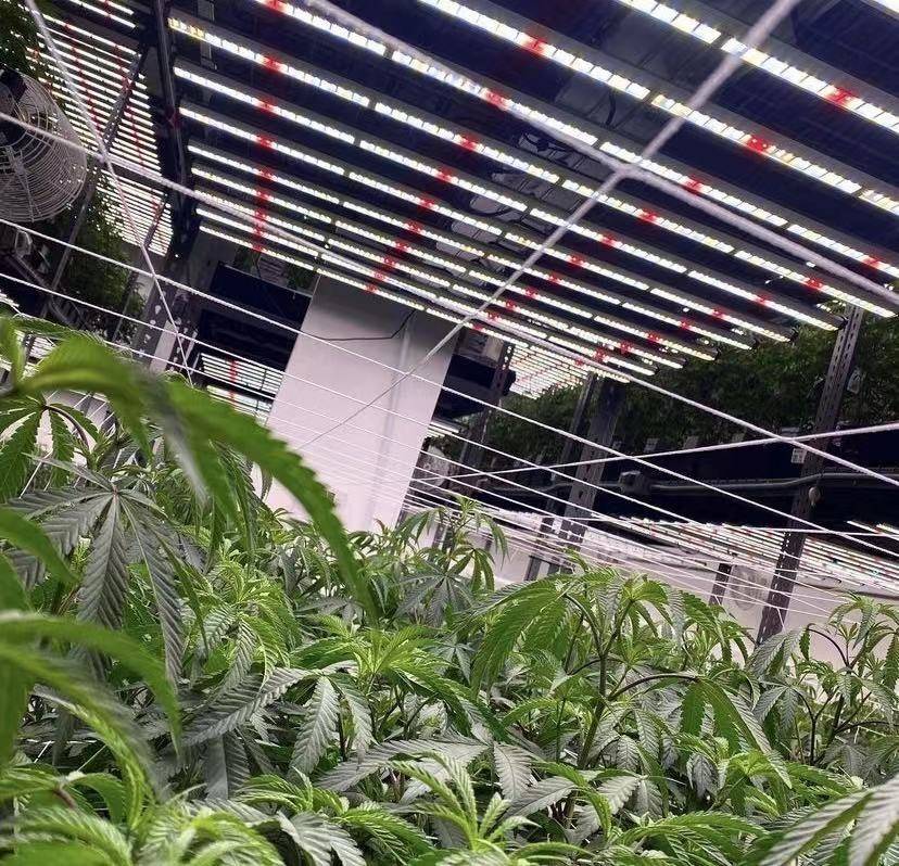 How to choose the best led grow lights for indoor plants?