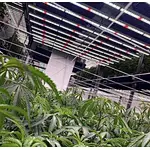 How to choose the best led grow lights for indoor plants?