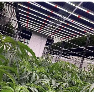 Full Spectrum1200w house plants led Grow Light for Medical Plants All Stages