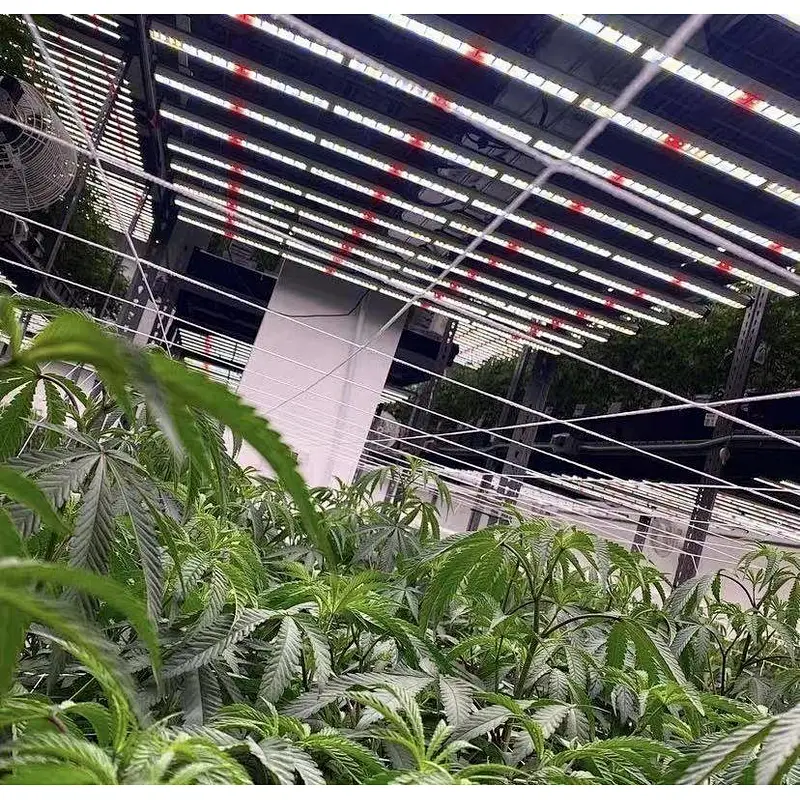 Full Spectrum1200w house plants led Grow Light for Medical Plants All Stages