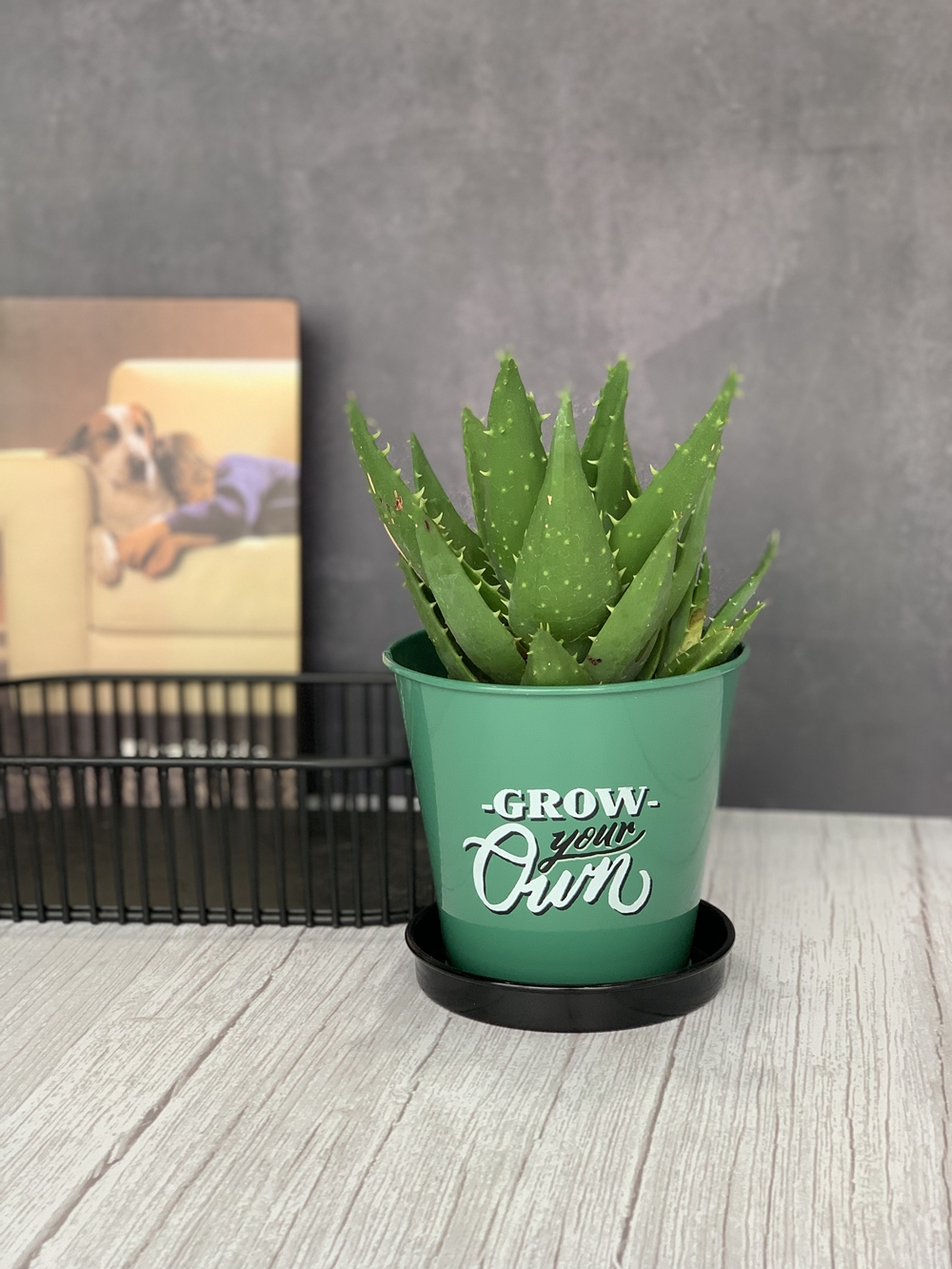 seed pot with holder