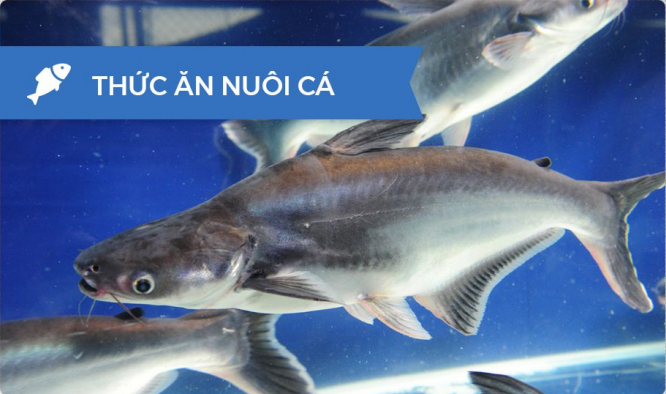 fish feed premix additives