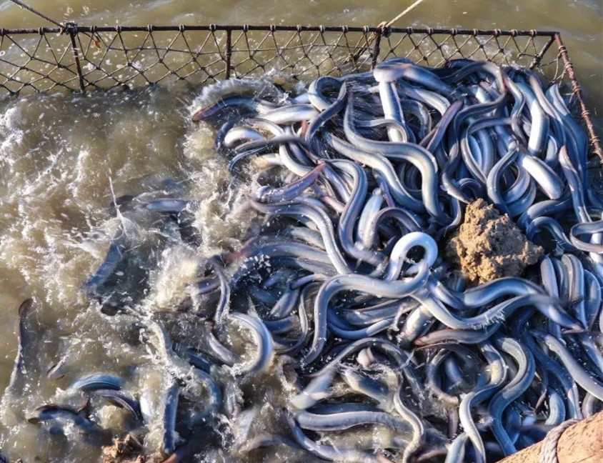 eel feed binder