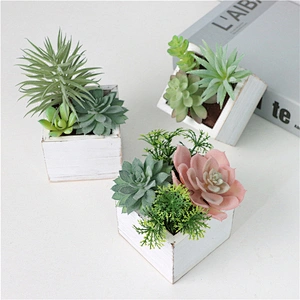 Assorted Small Potted Succulents Plants in Wooden Pot