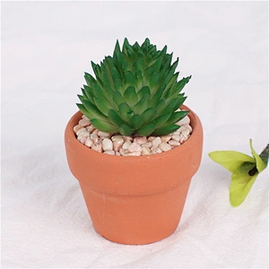 planta en maceta