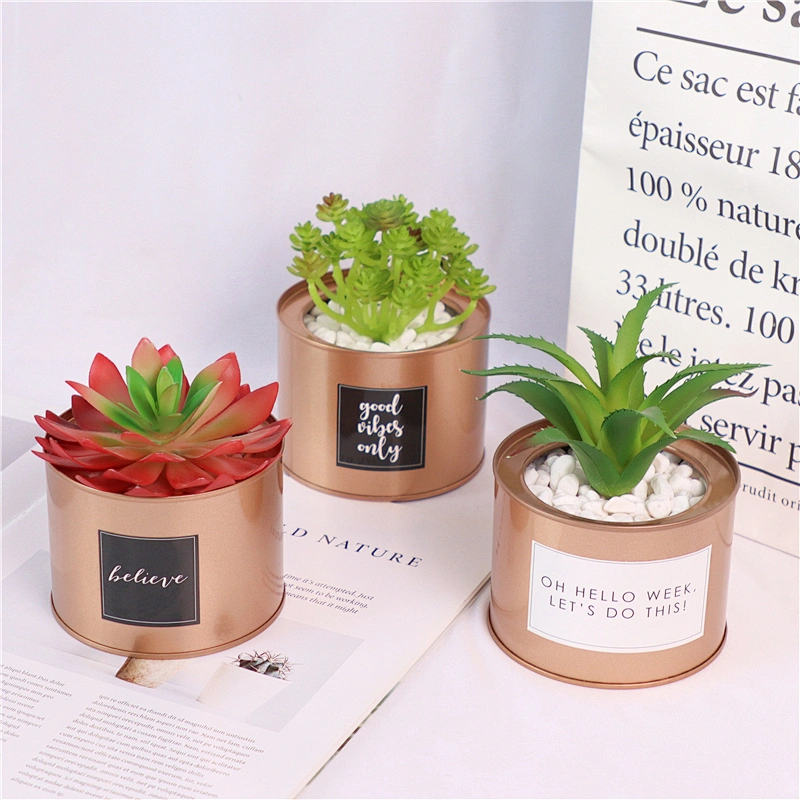 planta en maceta
