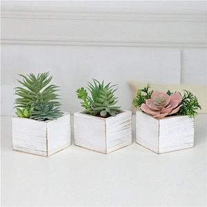 Assorted Small Potted Succulents Plants in Wooden Pot