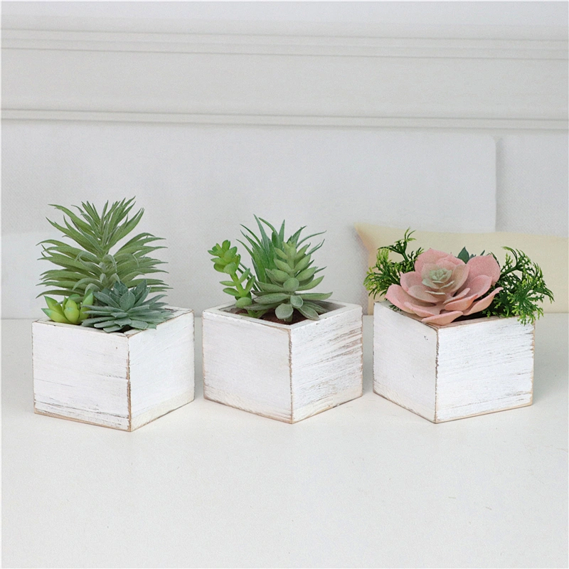 Assorted Small Potted Succulents Plants in Wooden Pot