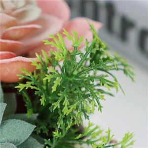 Assorted Small Potted Succulents Plants in Wooden Pot
