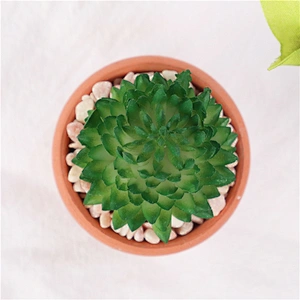 planta en maceta