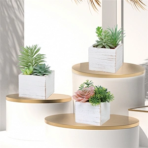 Assorted Small Potted Succulents Plants in Wooden Pot