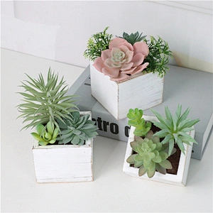 Assorted Small Potted Succulents Plants in Wooden Pot