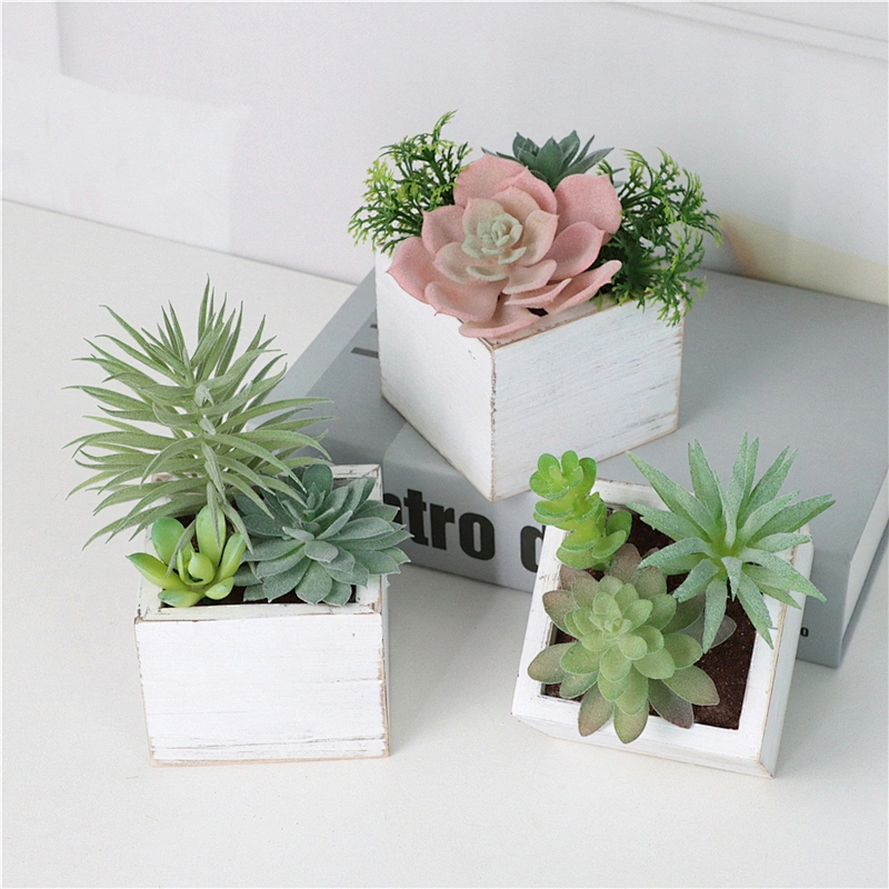 Assorted Small Potted Succulents Plants in Wooden Pot