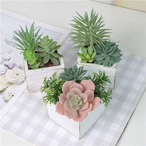 Assorted Small Potted Succulents Plants in Wooden Pot
