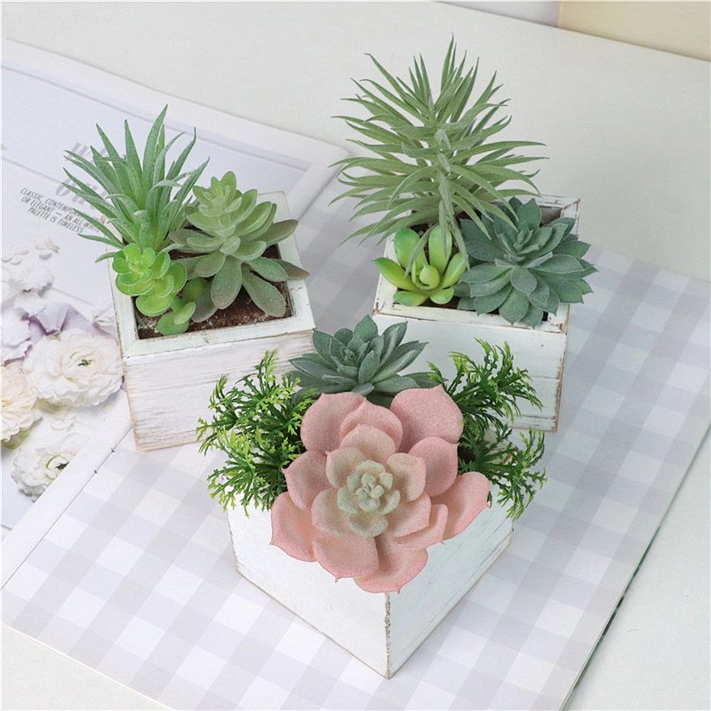 Assorted Small Potted Succulents Plants in Wooden Pot