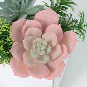 Assorted Small Potted Succulents Plants in Wooden Pot