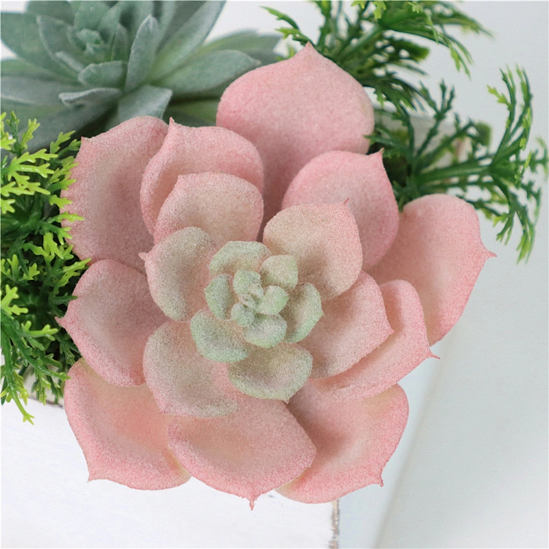 Assorted Small Potted Succulents Plants in Wooden Pot