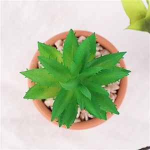 planta en maceta