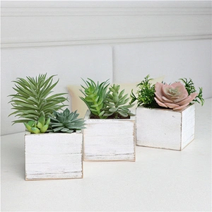 Assorted Small Potted Succulents Plants in Wooden Pot