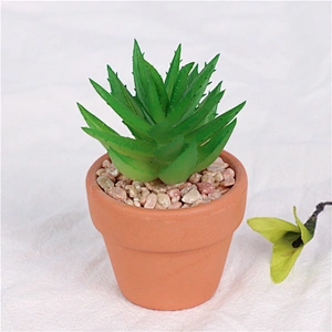planta en maceta