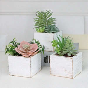 Assorted Small Potted Succulents Plants in Wooden Pot