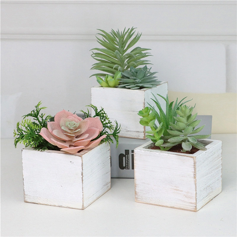 Assorted Small Potted Succulents Plants in Wooden Pot