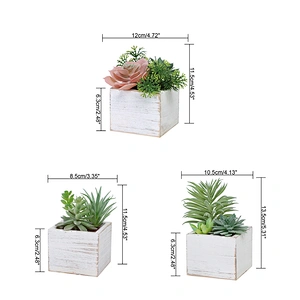 Assorted Small Potted Succulents Plants in Wooden Pot