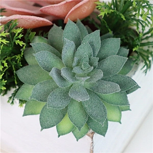 Assorted Small Potted Succulents Plants in Wooden Pot