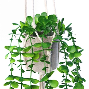 planta en maceta