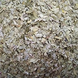 100% Natural Senna leaf tea for body detox and weight loss