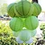 Paper Lantern