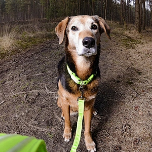 Amazon Best Seller Flashing USB Cable Adjustable Rechargeable Glow Light Up LED Pet Dog Collar