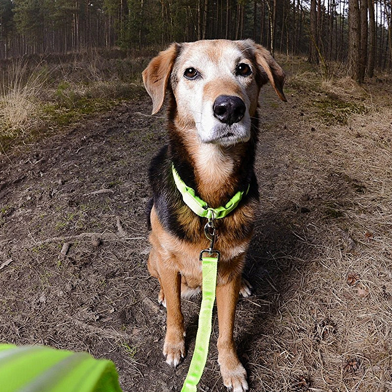 Fast Dispatch USB Cable Rechargeable Glow Flashing Light Pet Collar Adjustable Led Dog Collar