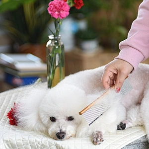 Wollet 2020 NEW Magnetic Therapeutic 316 Stainless Steel Scalp Massager Pet Hair Remover