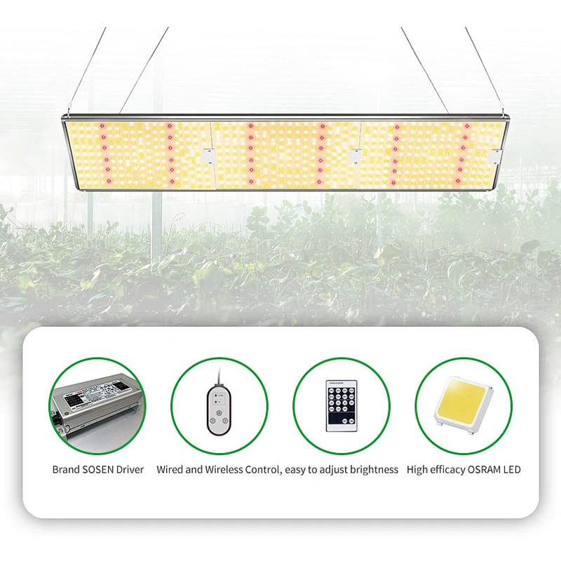 Full Spectrum Quantum Grow Lights Osram LED 300 Watt Vertical Farming Plant Light