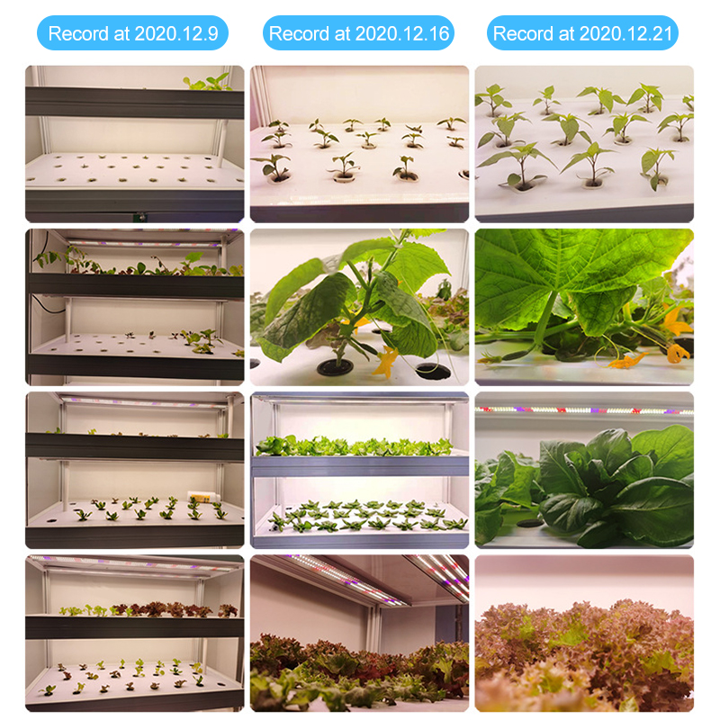 Best Grow Lamp For Succulents manufacturer