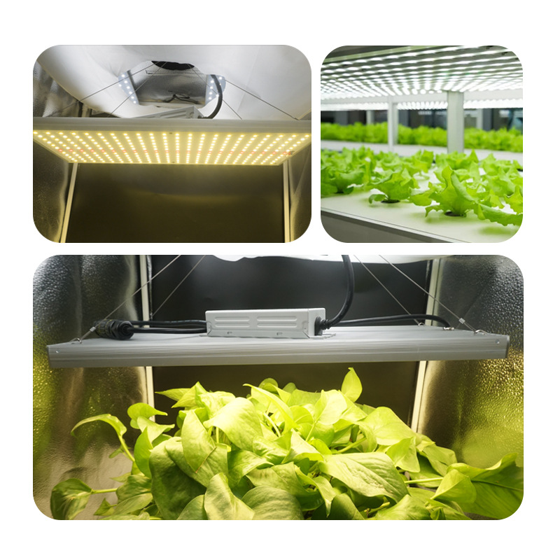 Indoor Grow Lights For Succulents wholesale