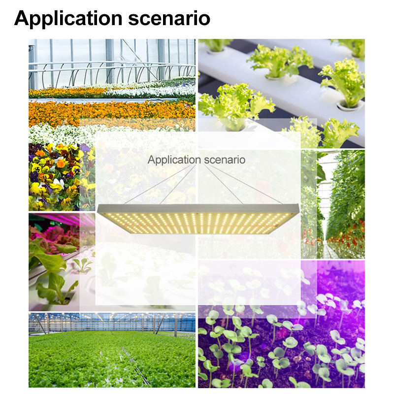 Best Grow Lamp For Succulents China