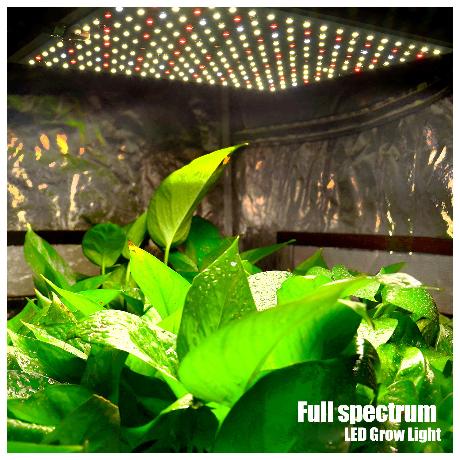 Small Uv Light For Plants for sale