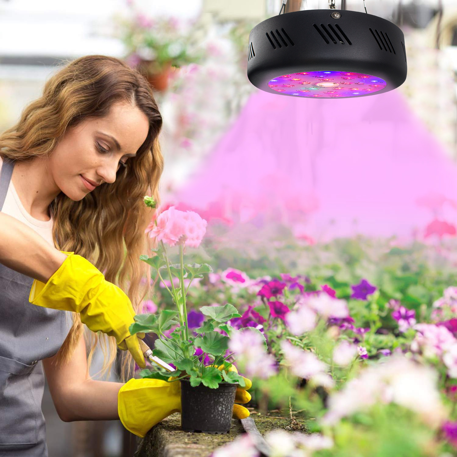Cob Grow Light supplier