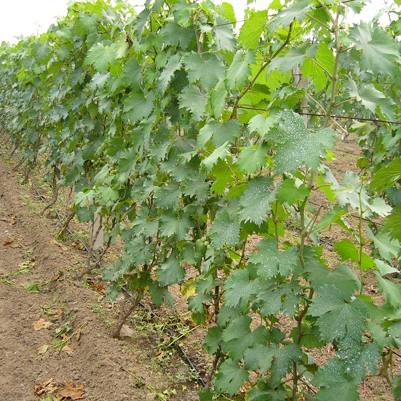 Excellent Quality Common Insert Type Irrigation Drip Pipe For Vegetable And Tree Irrigation