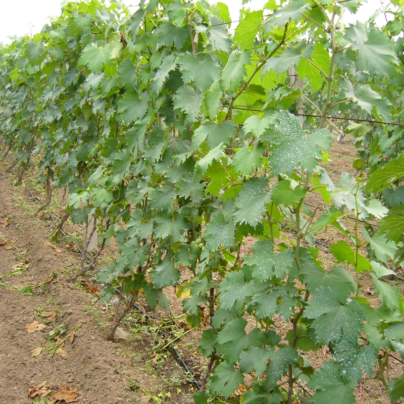 16mm drip irrigation pipe