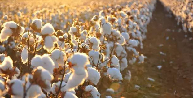 Organic cotton