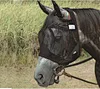horse fly