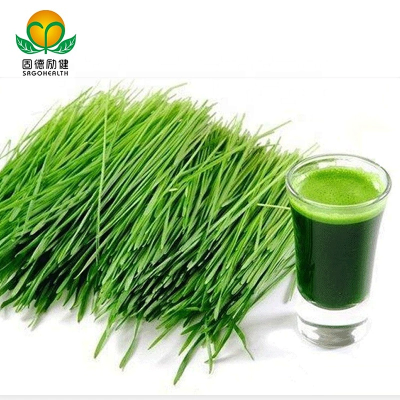 Hot Selling Organic Barley Grass Powder