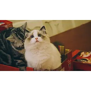 Uweld Dry Wet Depart Pet Drinking Bottle And Eating Bowl