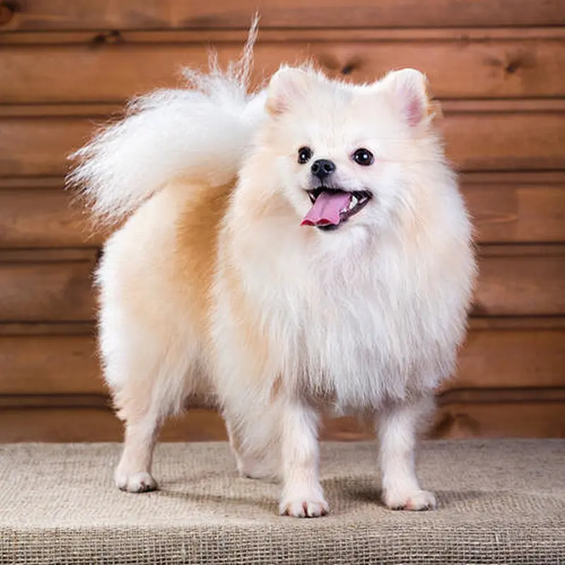 Uweld Go Out Portable Capsule Pet Bag